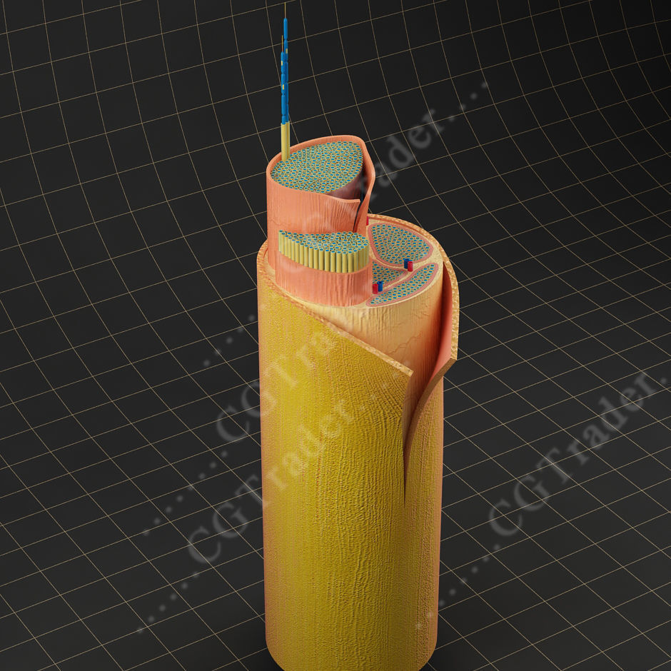 Spinal Peripheral Nerve Section 3D model_5