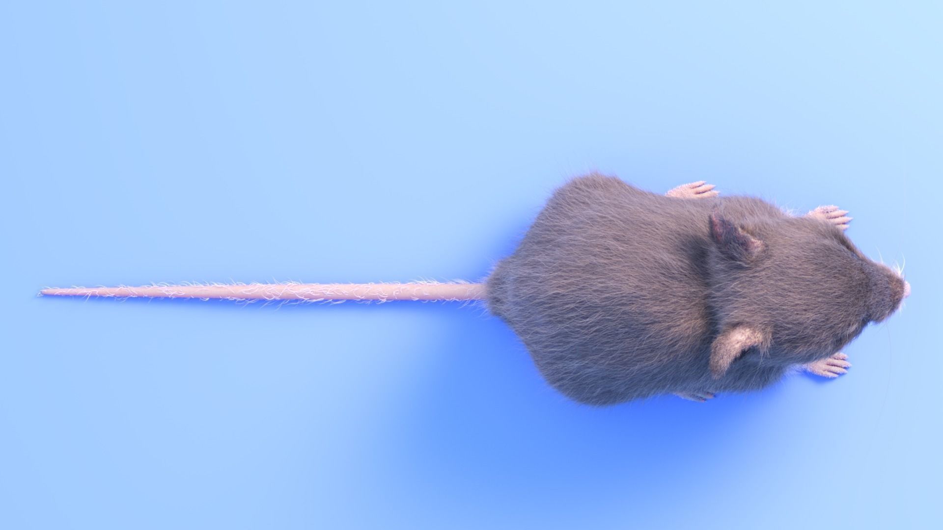 Mouse - grey brown white fur - realistic style - rigged Low-poly 3D model_10