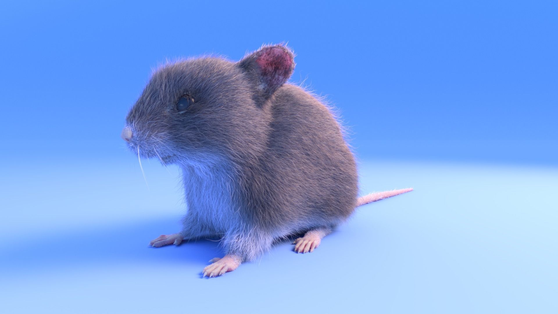 Mouse - grey brown white fur - realistic style - rigged Low-poly 3D model_9