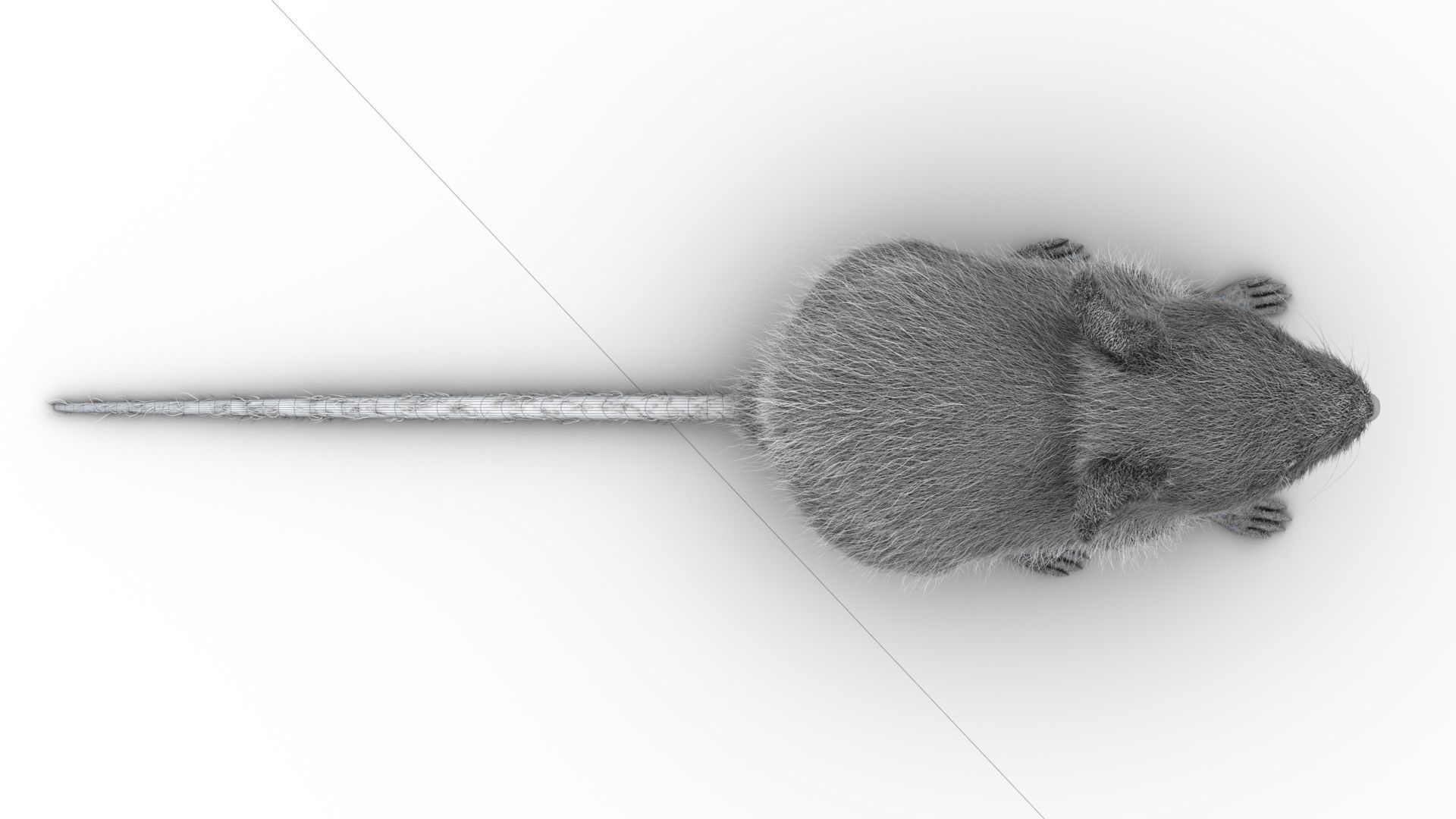 Mouse - grey brown white fur - realistic style - rigged Low-poly 3D model_13