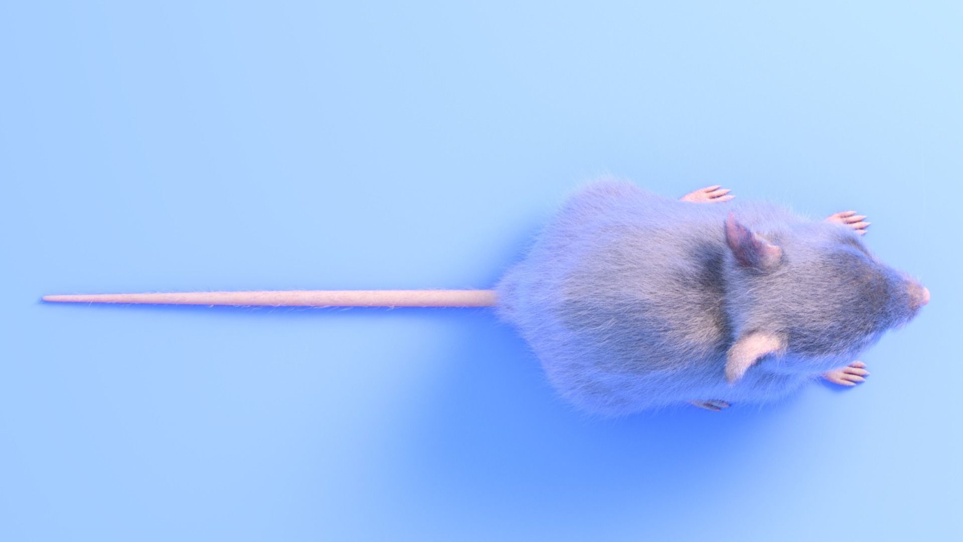 Mouse - grey brown white fur - realistic style - rigged Low-poly 3D model_12