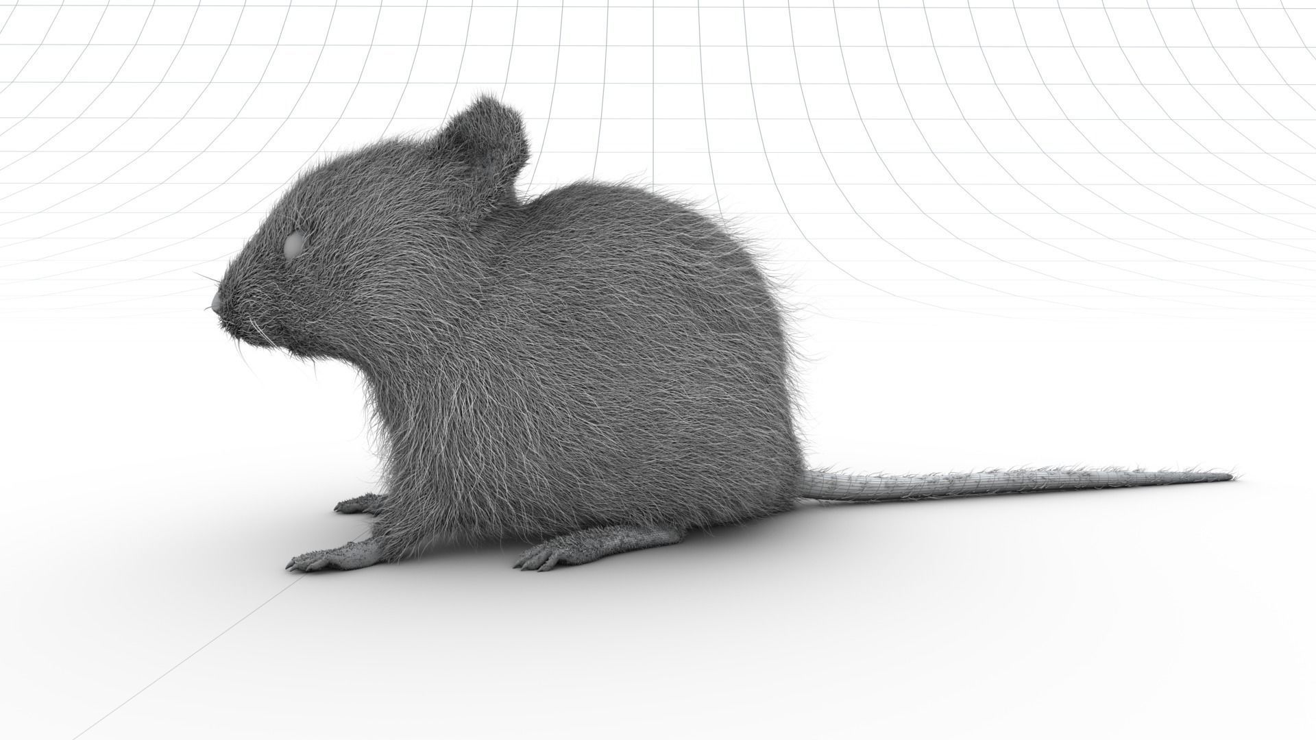 Mouse - grey brown white fur - realistic style - rigged Low-poly 3D model_15