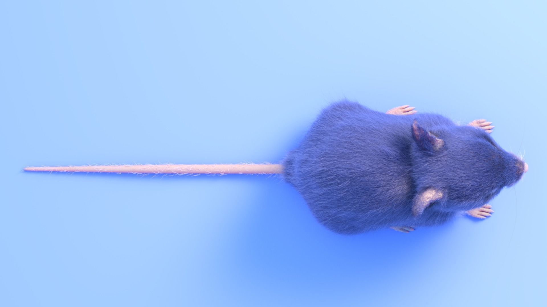 Mouse - grey brown white fur - realistic style - rigged Low-poly 3D model_8