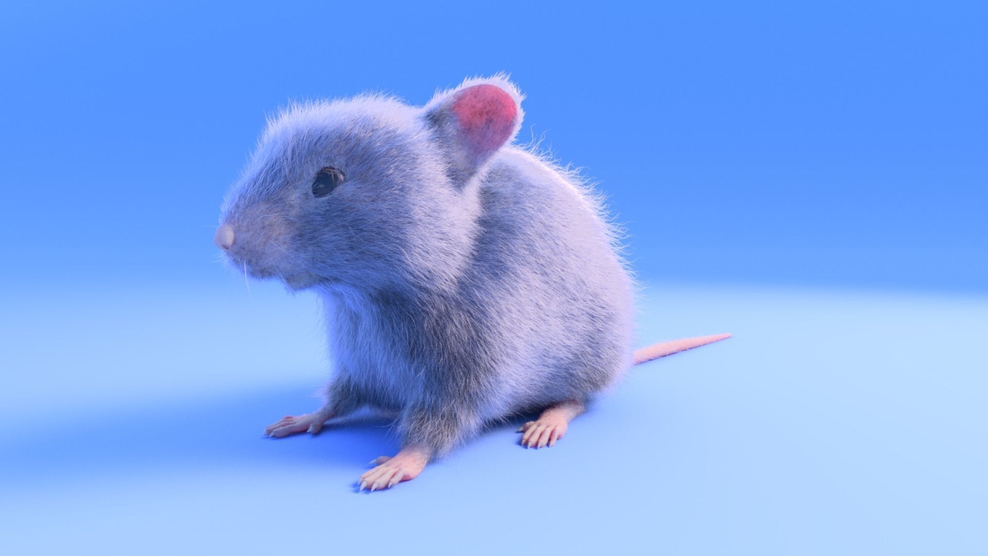Mouse - grey brown white fur - realistic style - rigged Low-poly 3D model_11