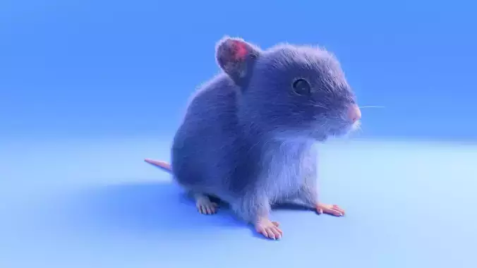 Mouse - grey brown white fur - realistic style - rigged Low-poly 3D model