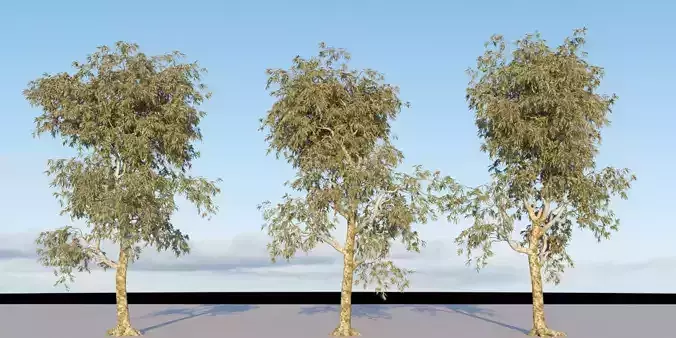 Eucalyptus polyanthemos 3D model