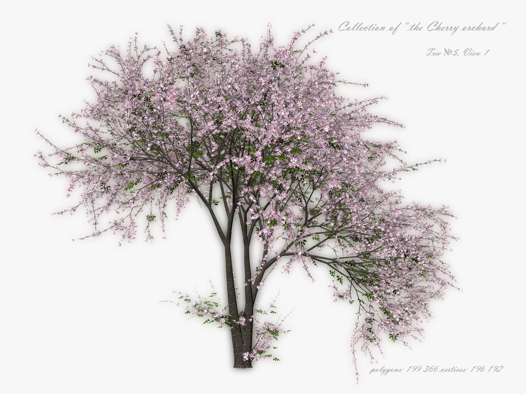 Tree Cherry 01 3D model_7
