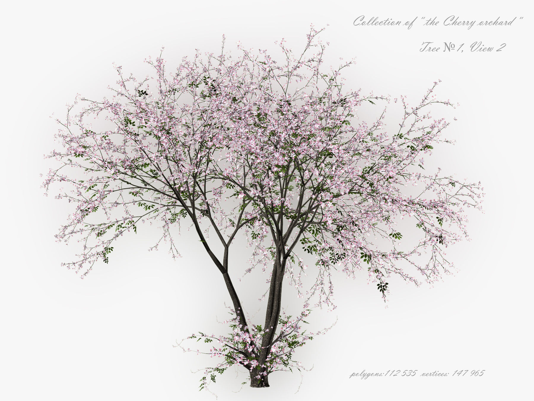 Tree Cherry 01 3D model_2