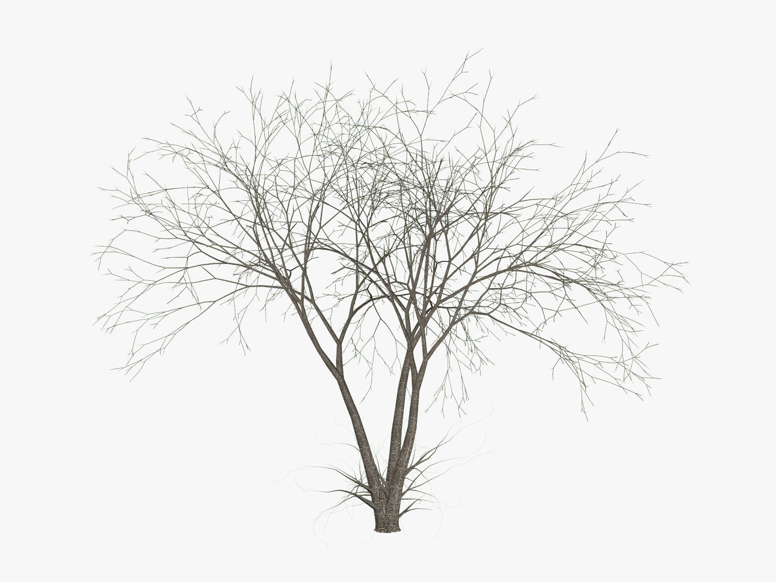 Tree Cherry 01 3D model_12