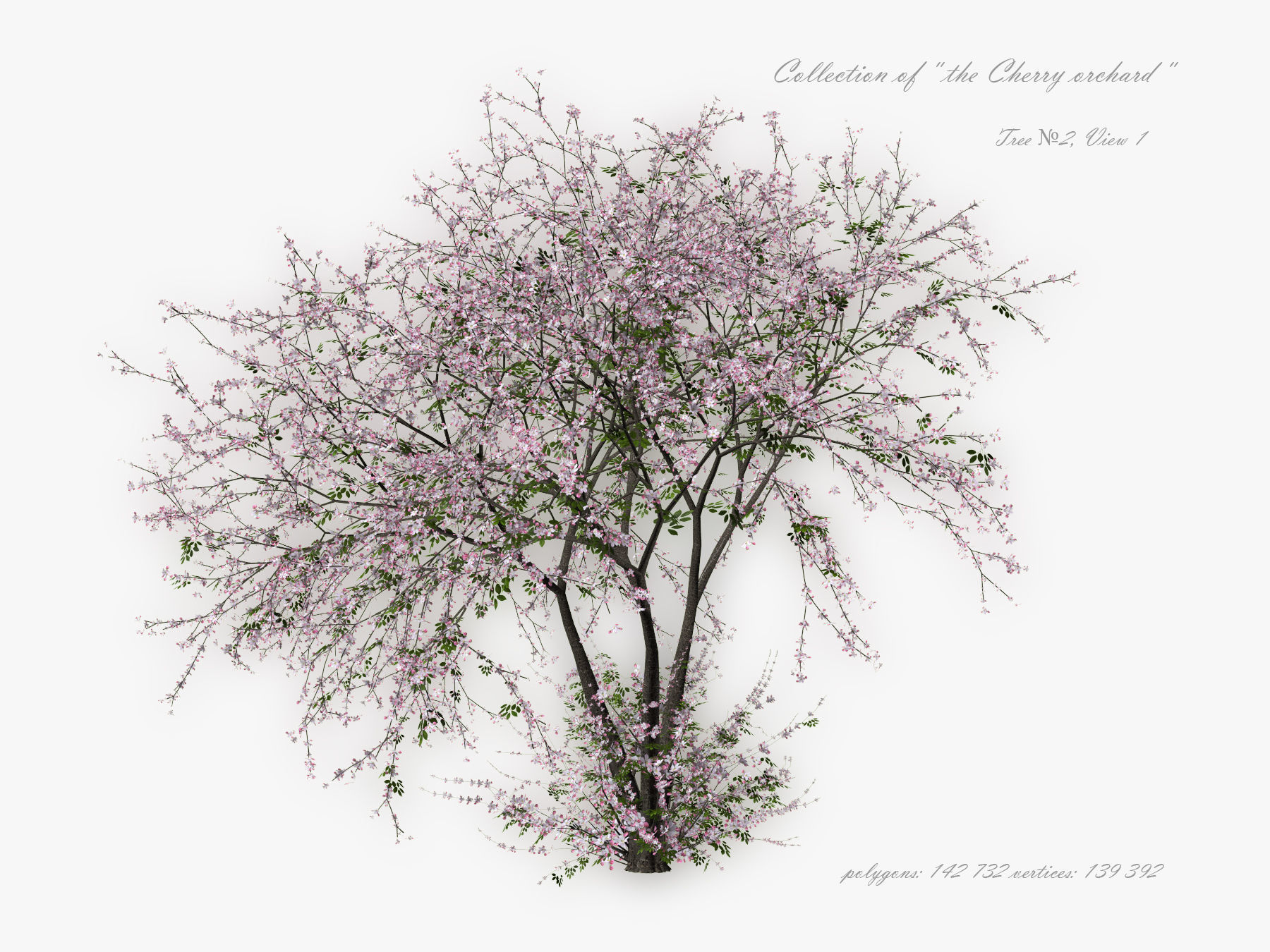 Tree Cherry 01 3D model_3