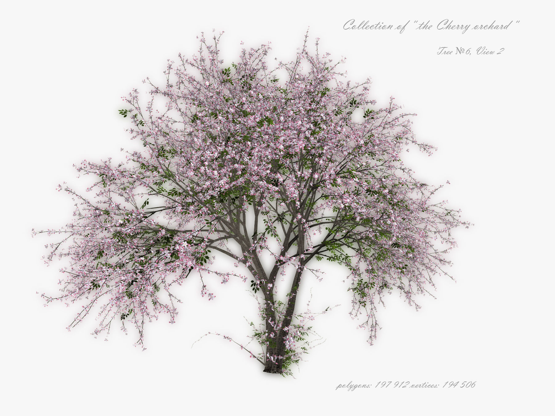 Tree Cherry 01 3D model_9