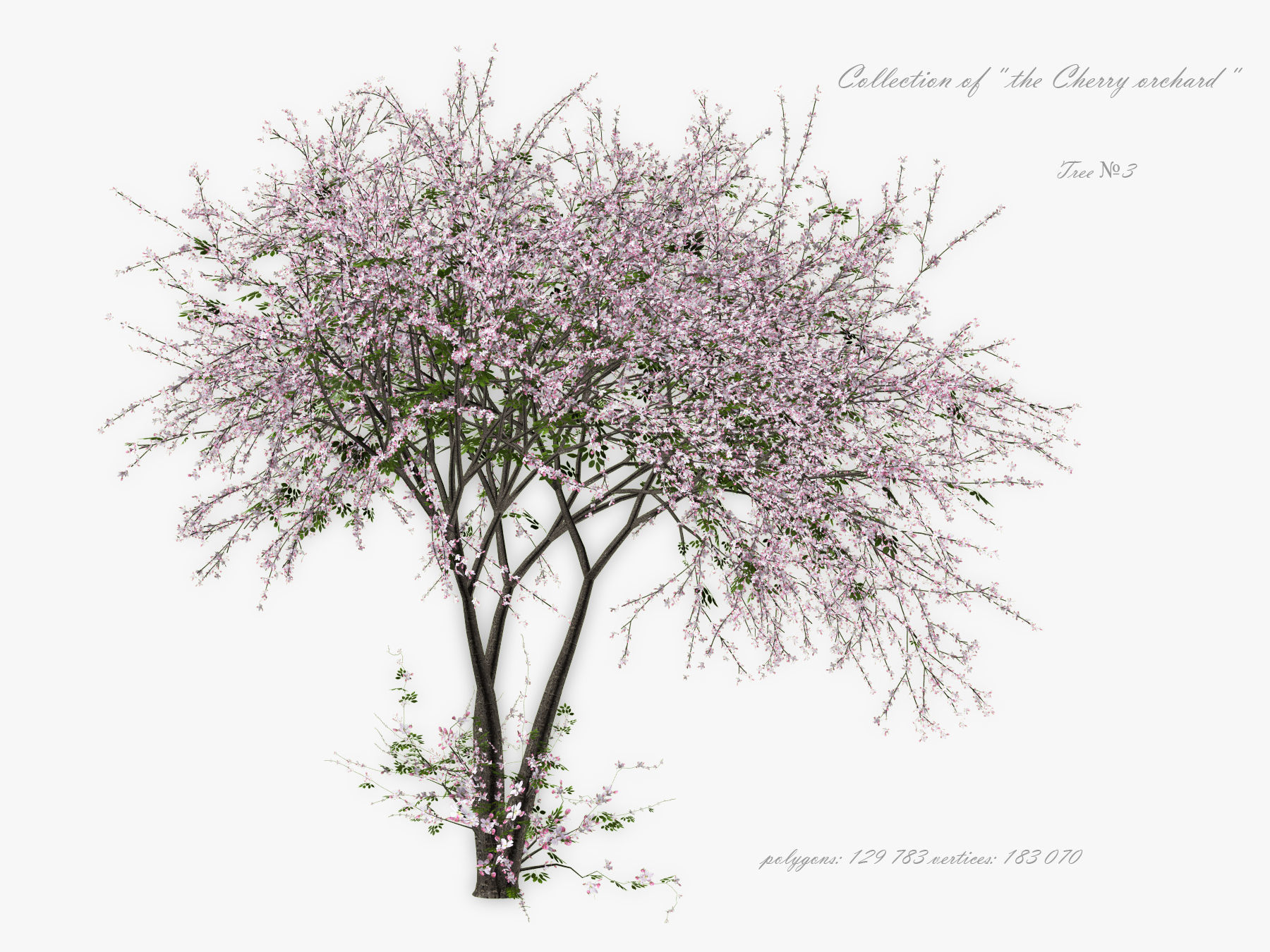 Tree Cherry 01 3D model_6