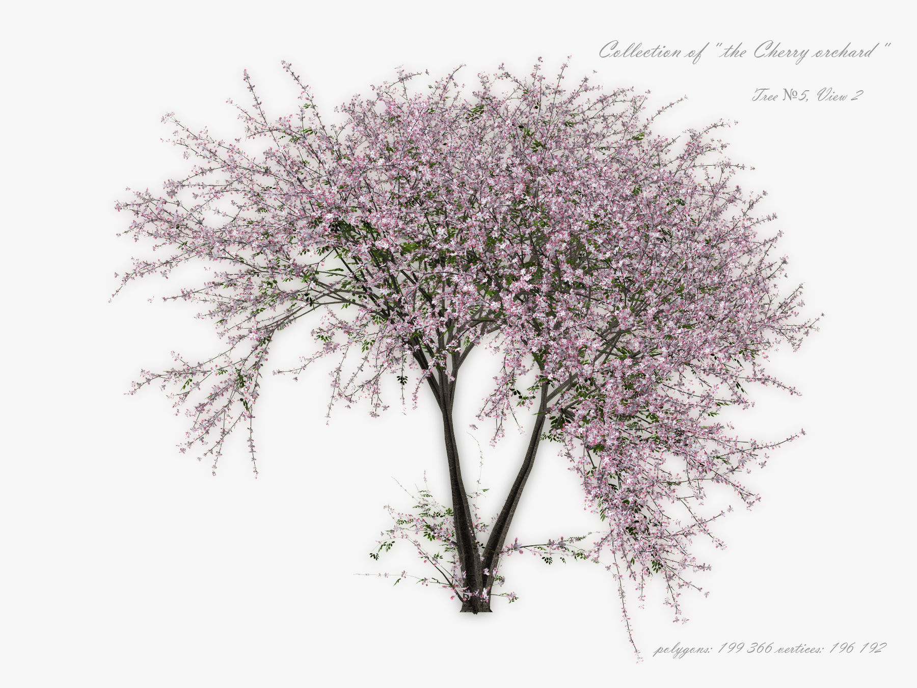 Tree Cherry 01 3D model_8
