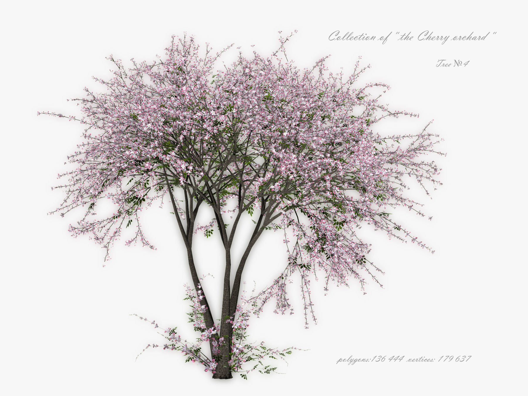 Tree Cherry 01 3D model_5
