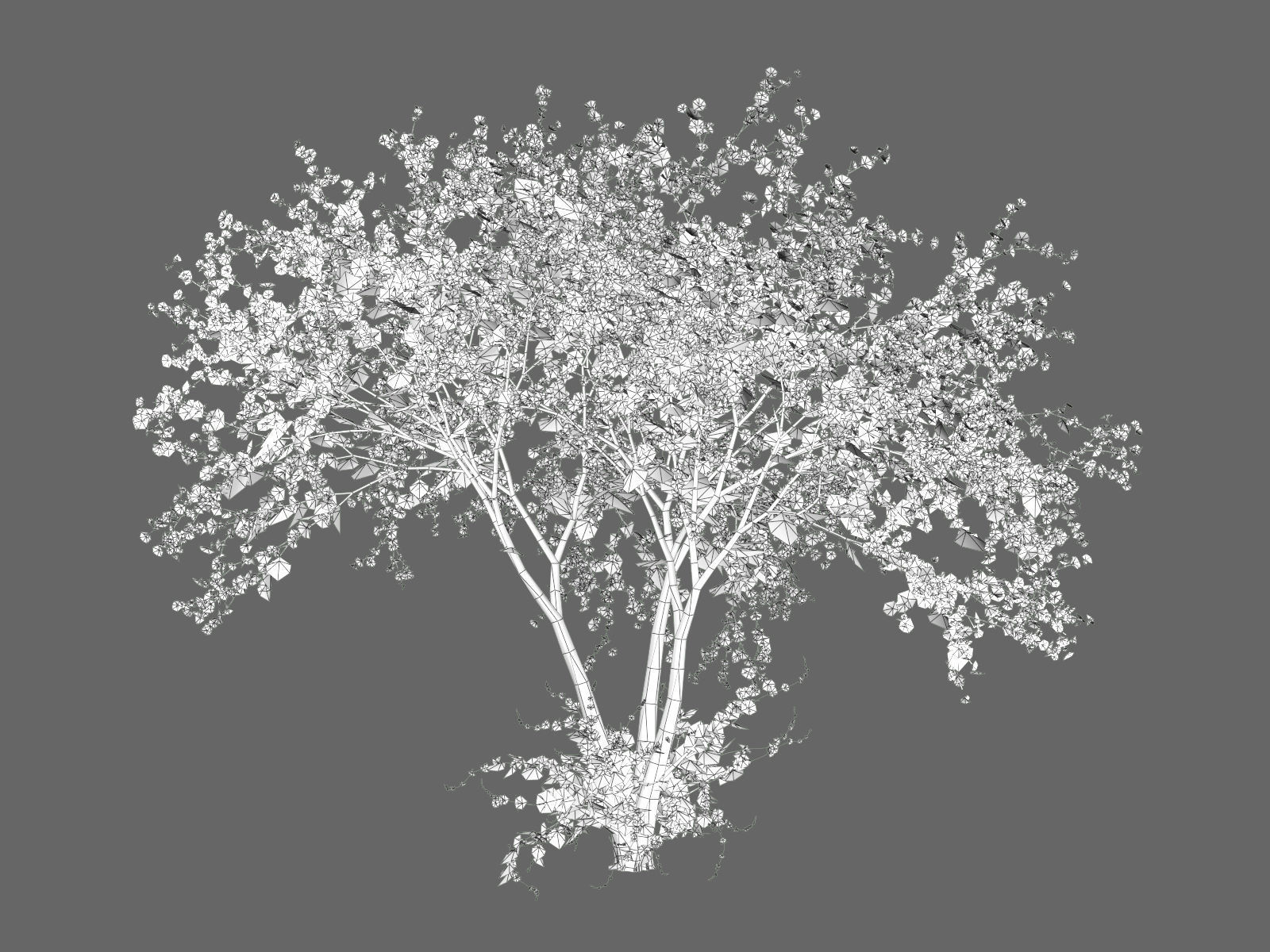 Tree Cherry 01 3D model_13