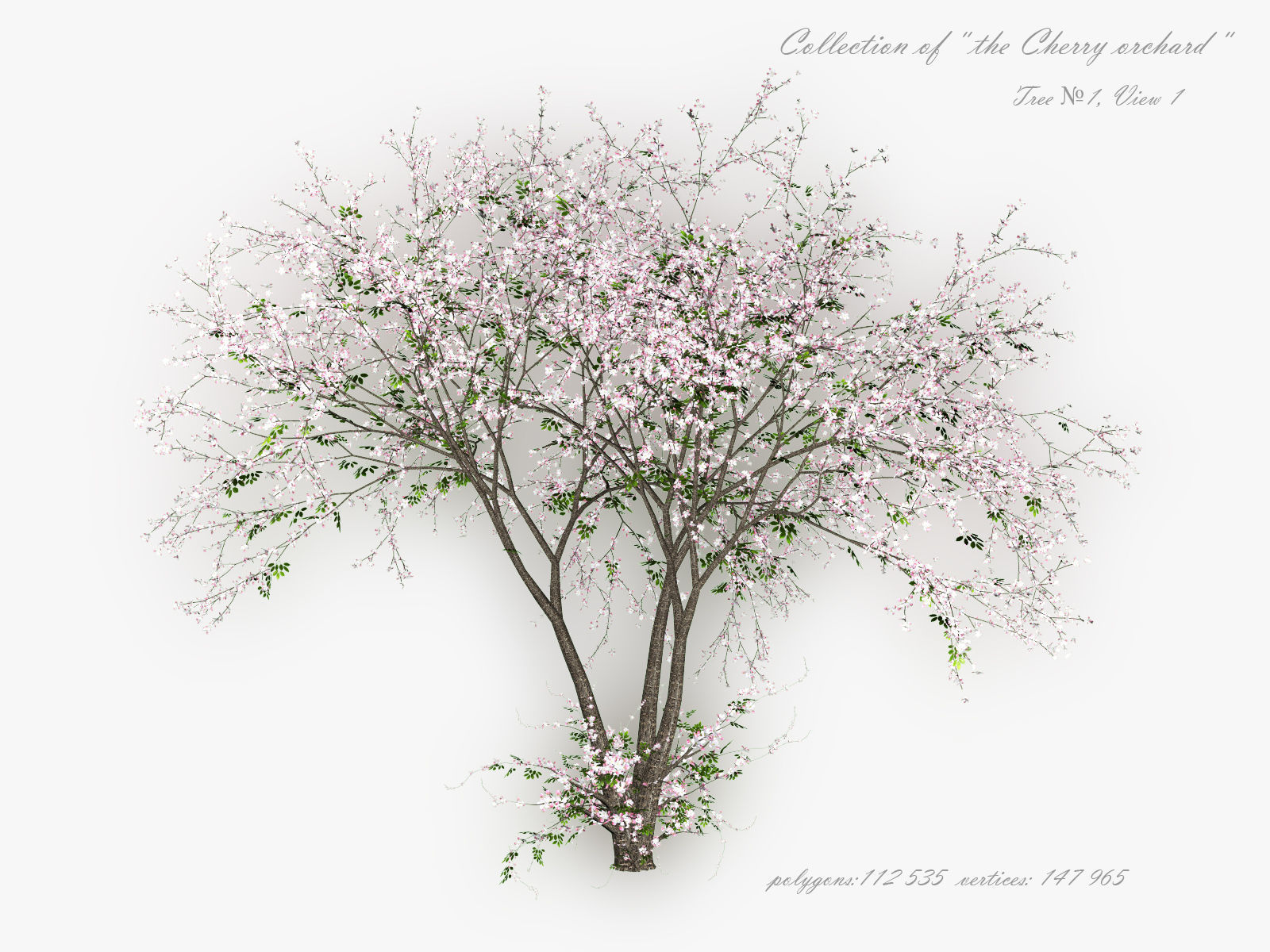 Tree Cherry 01 3D model_1