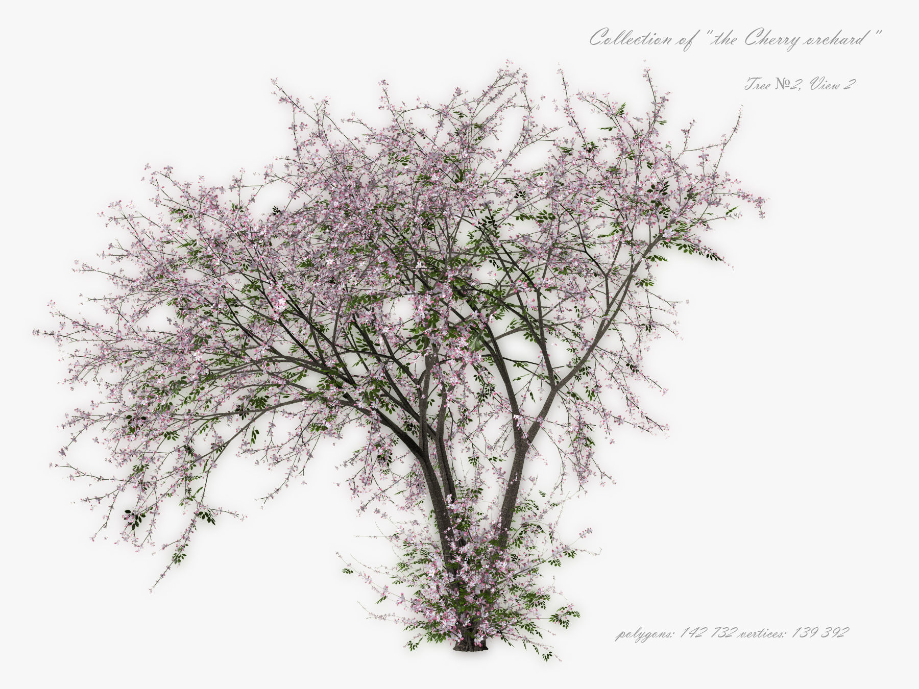 Tree Cherry 01 3D model_4