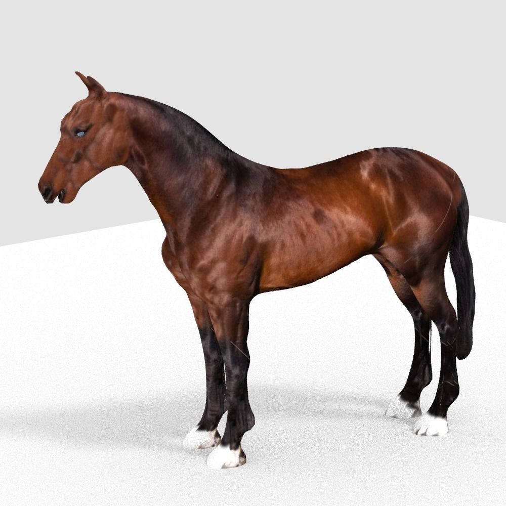 HORSE 3D model_7