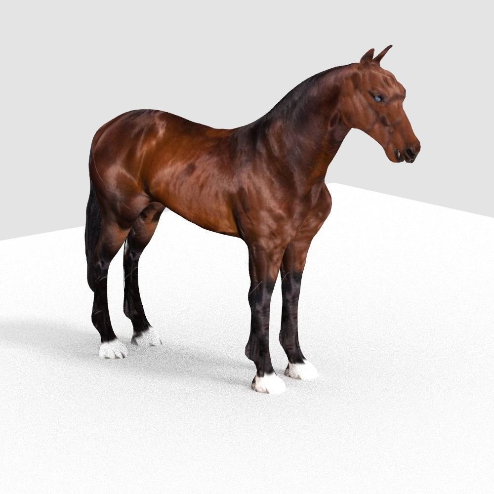 HORSE 3D model_4