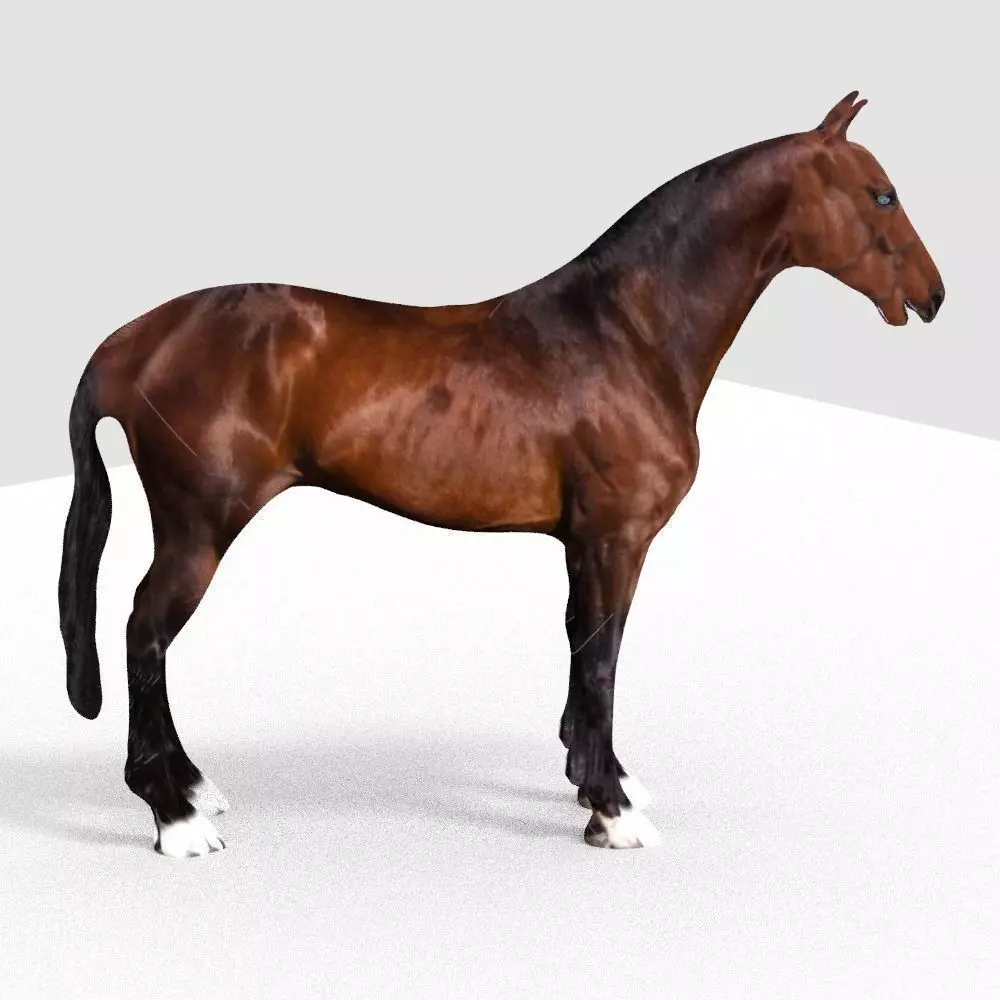 HORSE 3D model_0