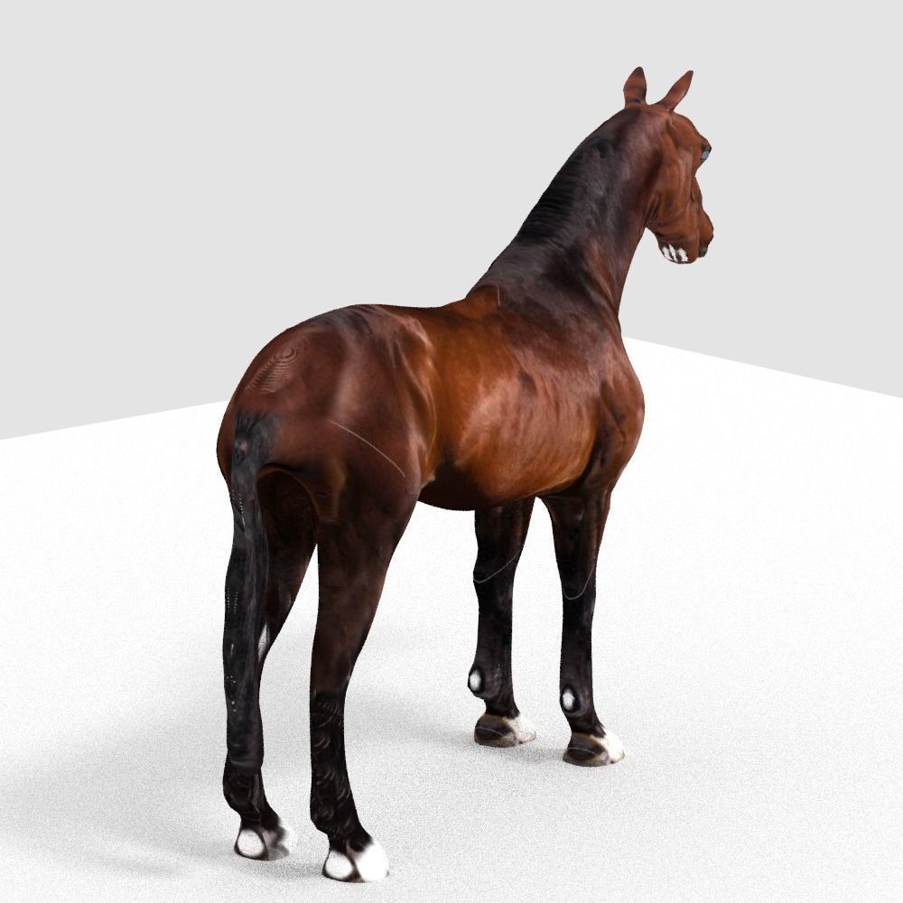HORSE 3D model_6