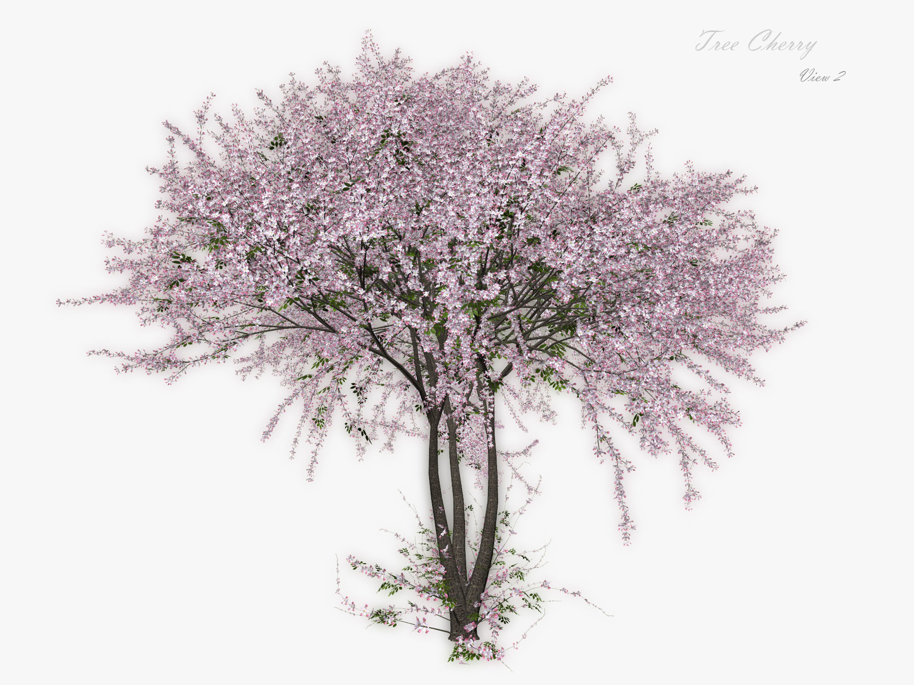 Tree Cherry 02 3D model_2