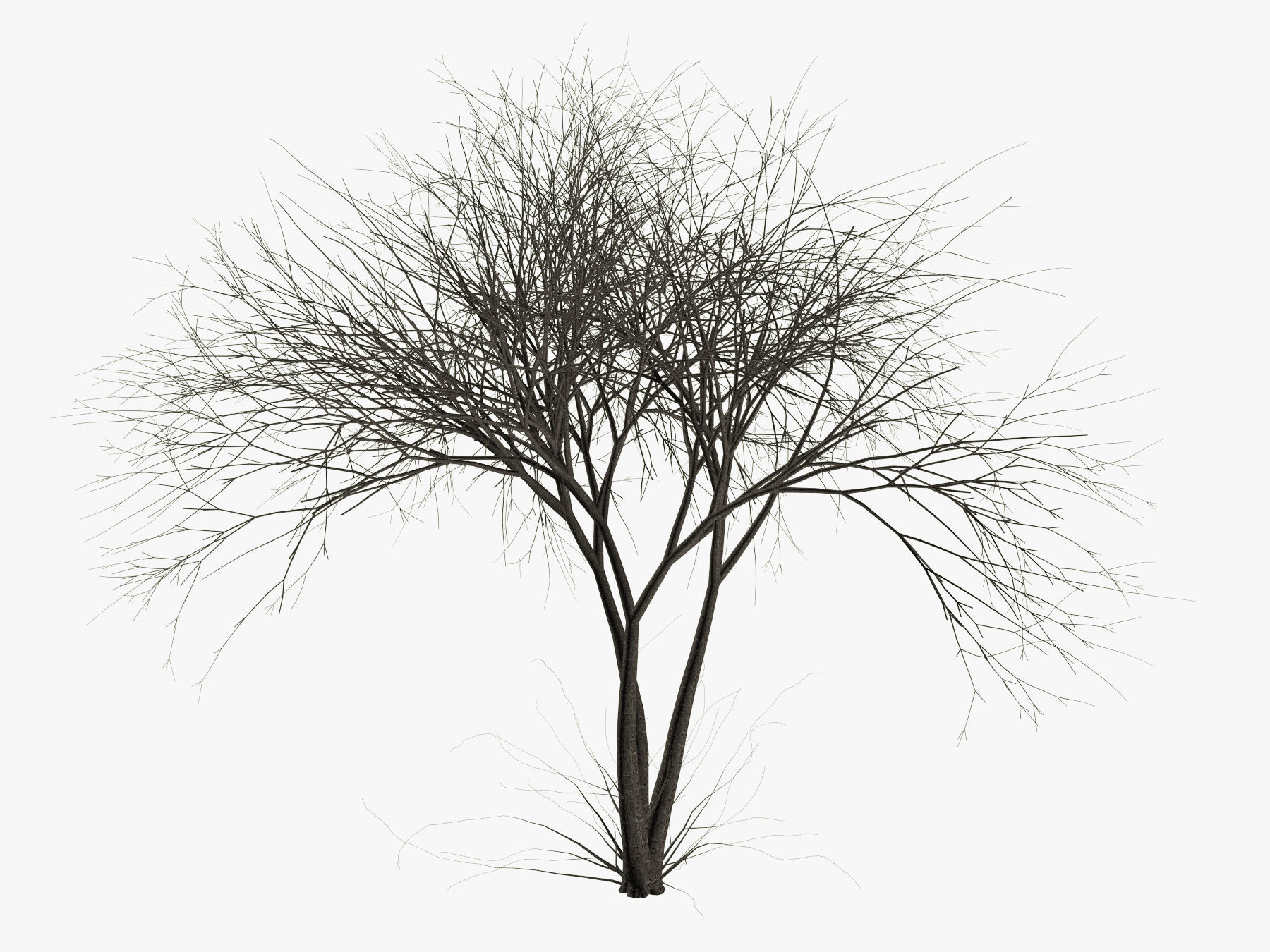 Tree Cherry 02 3D model_7