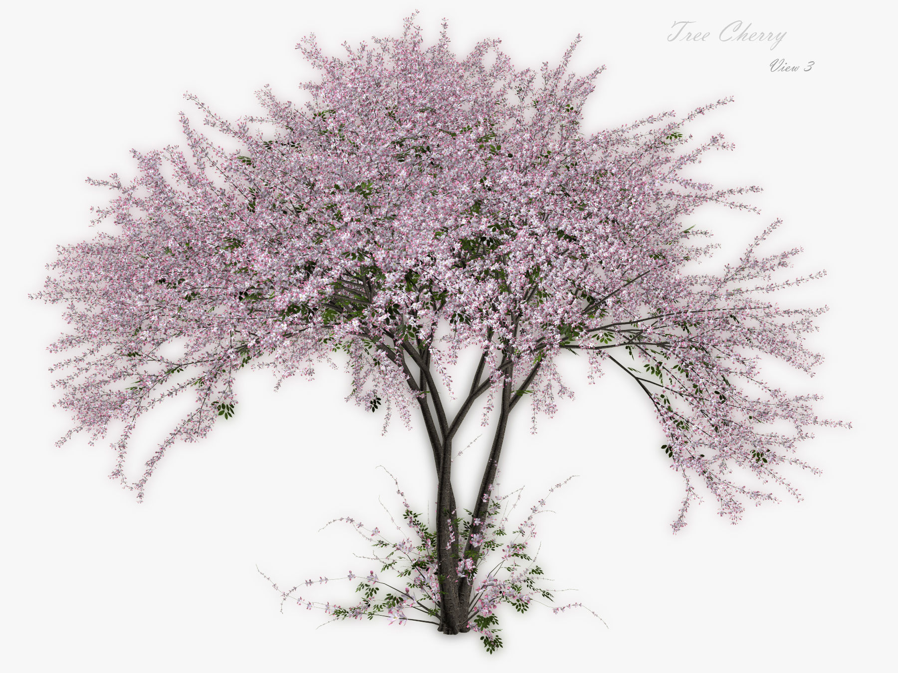 Tree Cherry 02 3D model_3