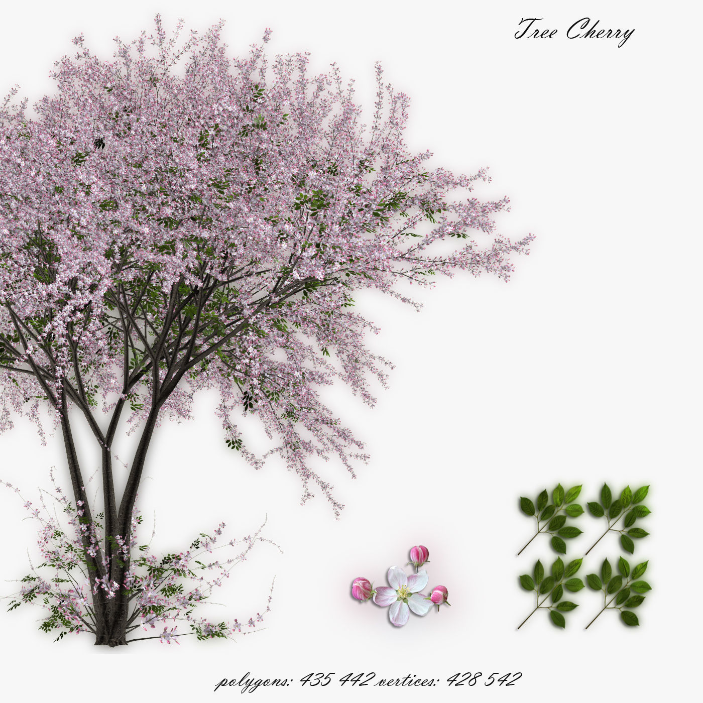 Tree Cherry 02 3D model_0