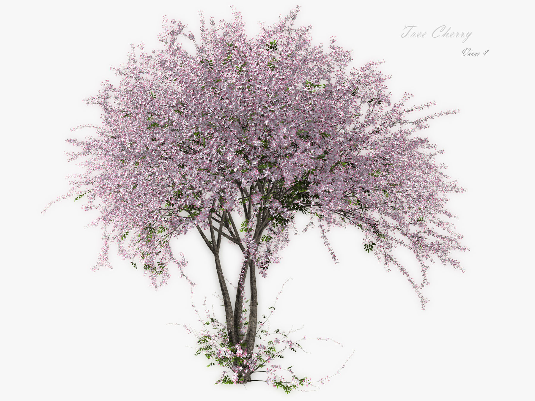 Tree Cherry 02 3D model_4