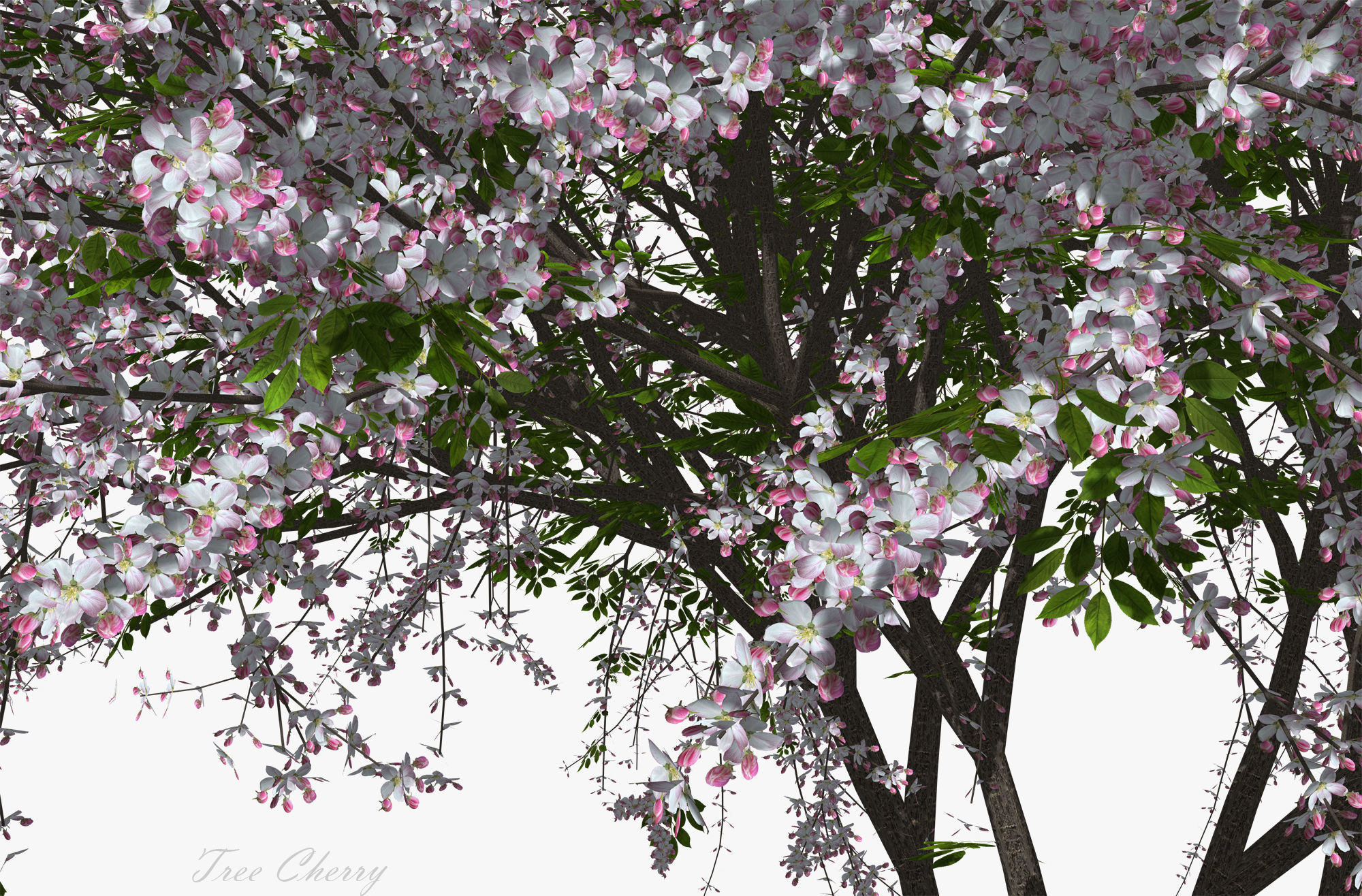 Tree Cherry 02 3D model_8