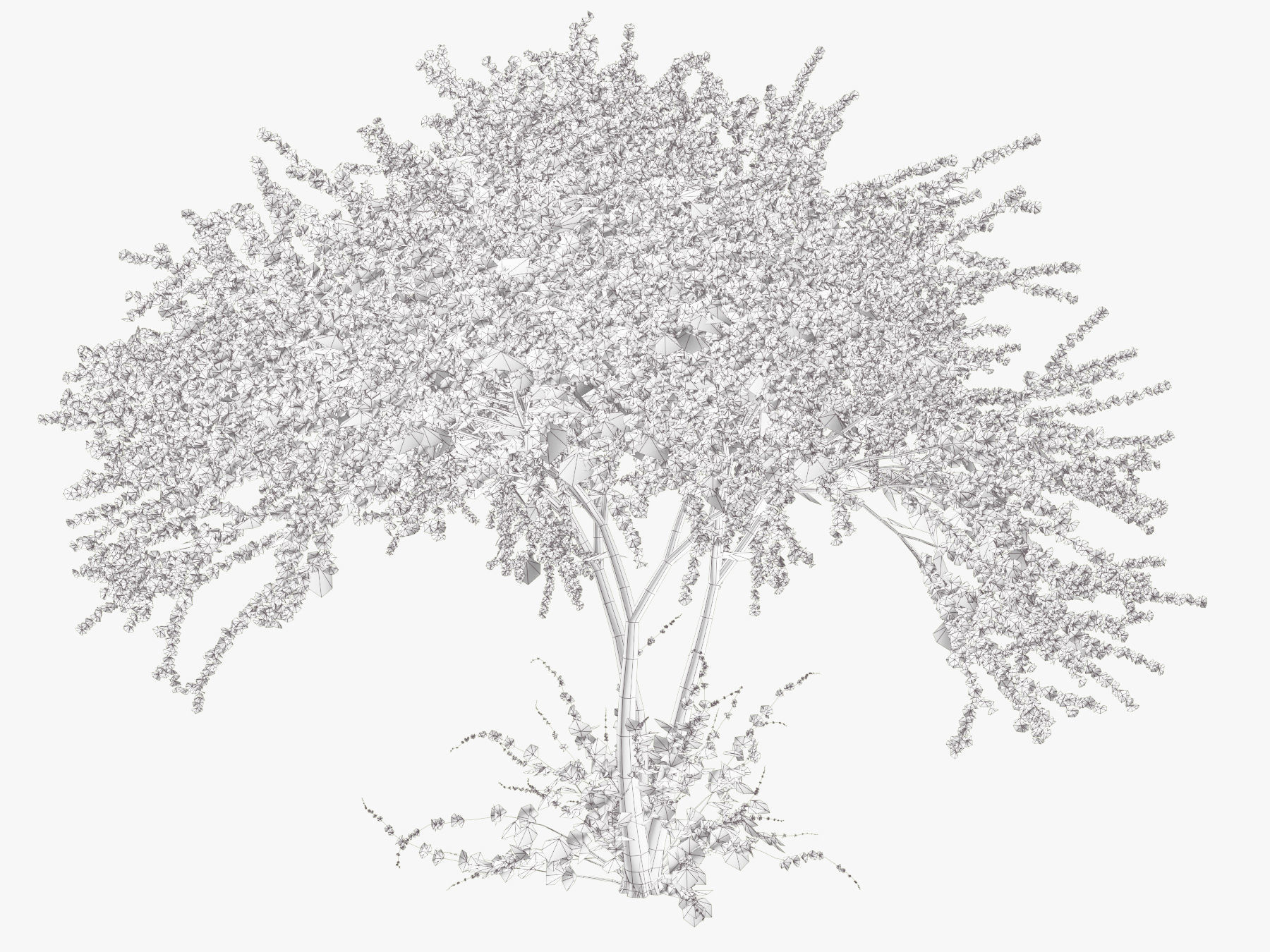 Tree Cherry 02 3D model_6