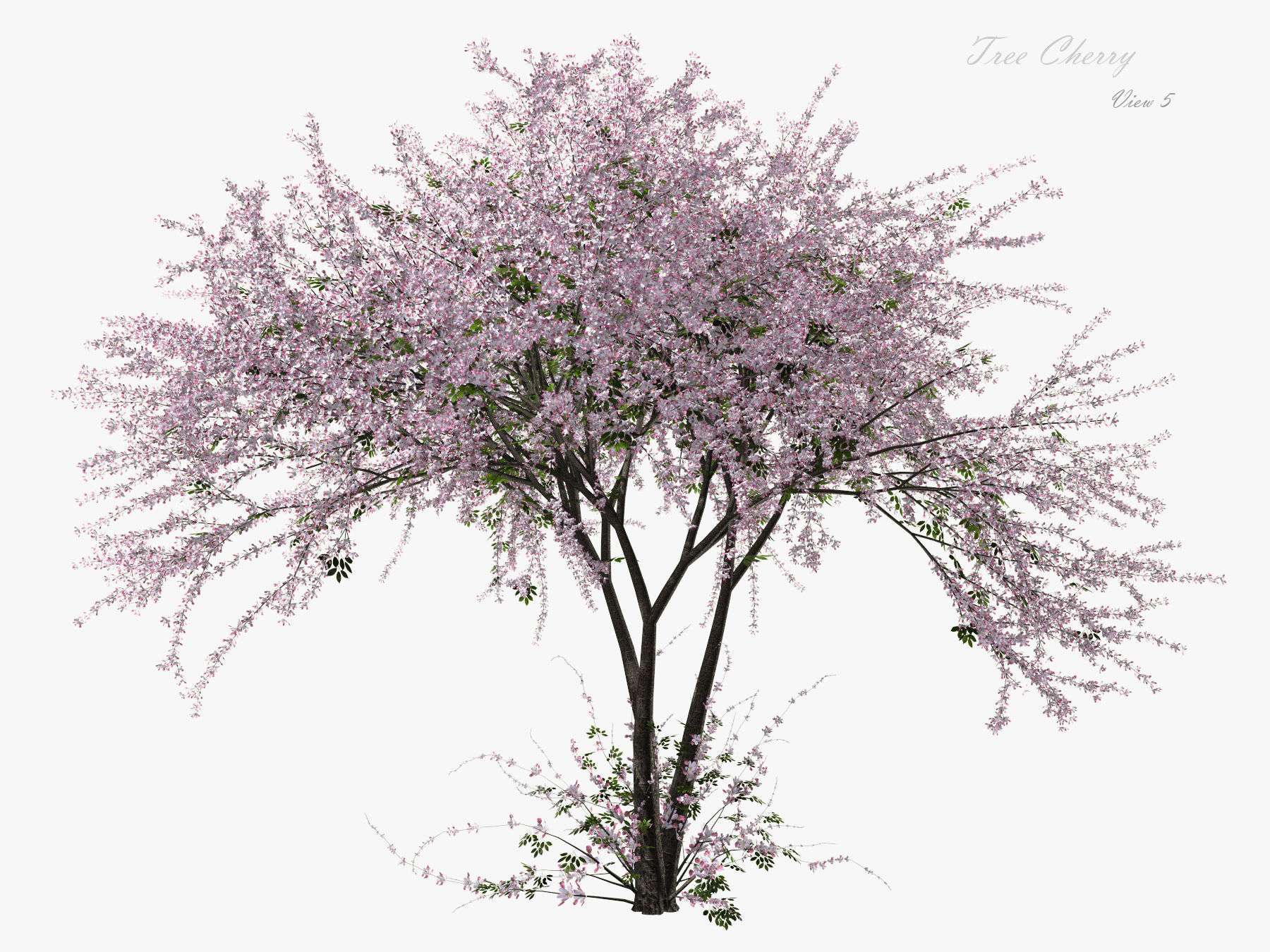Tree Cherry 02 3D model_5
