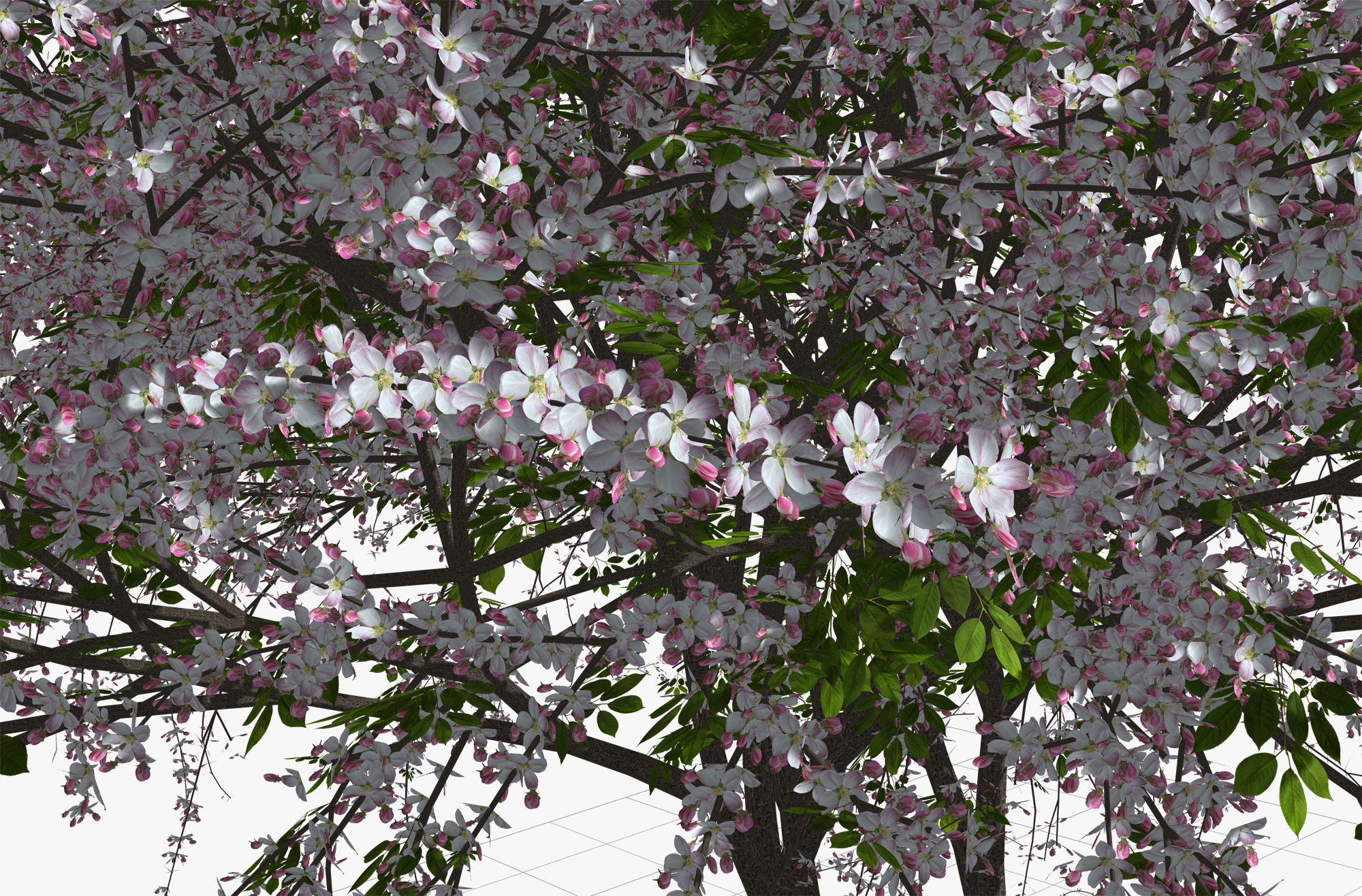 Tree Cherry 02 3D model_9