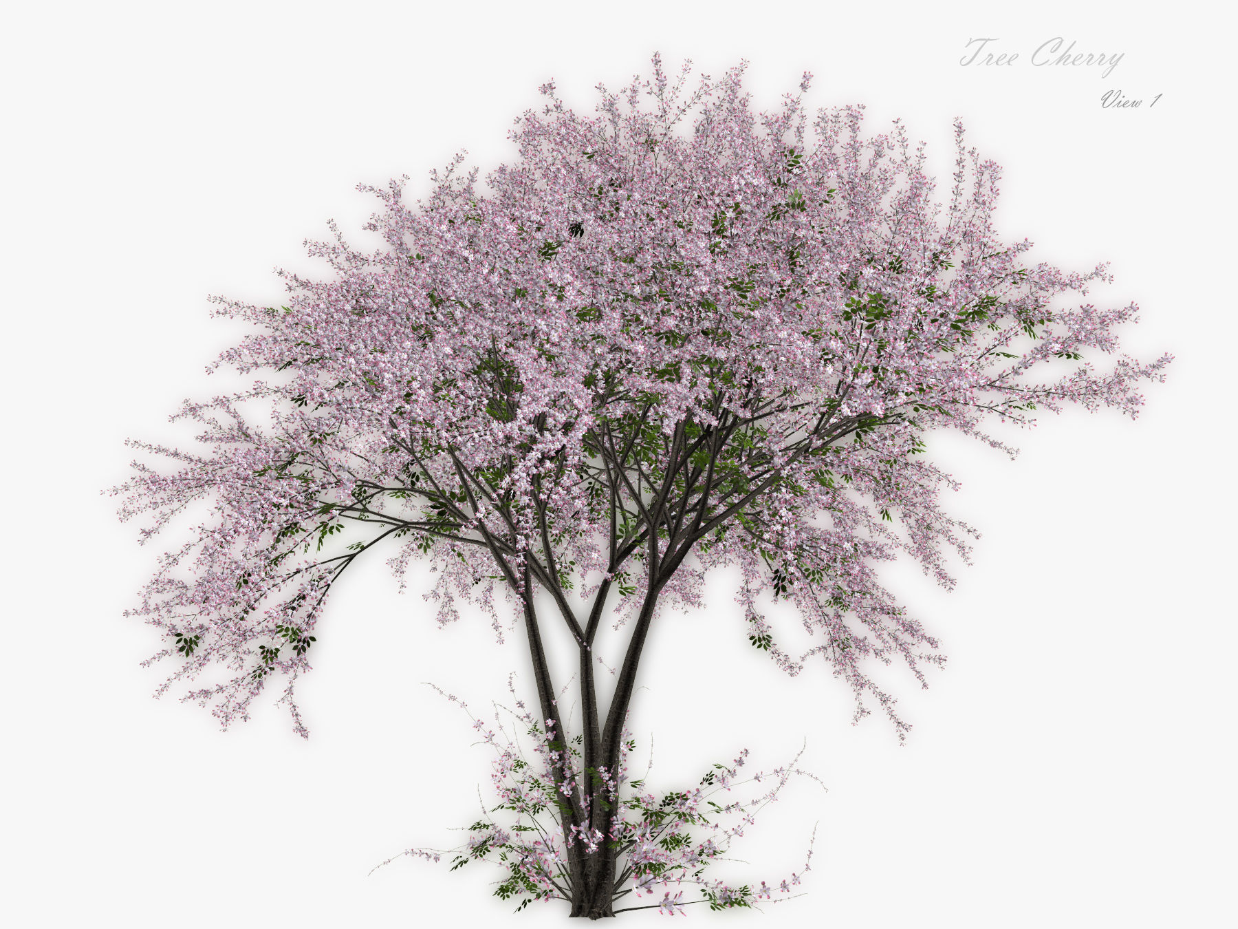 Tree Cherry 02 3D model_1
