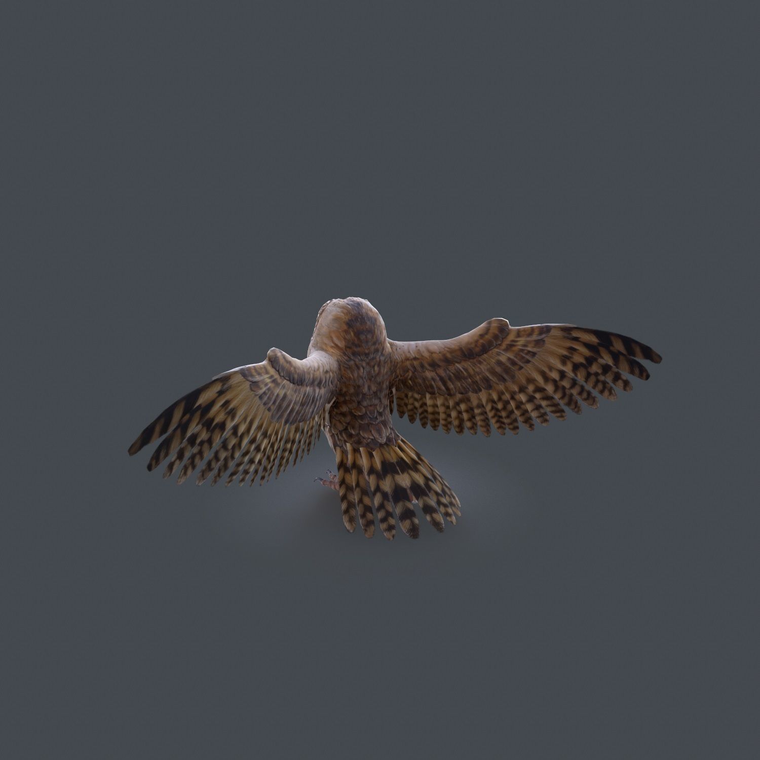 Barn Owl Low Poly Low-poly 3D model_21