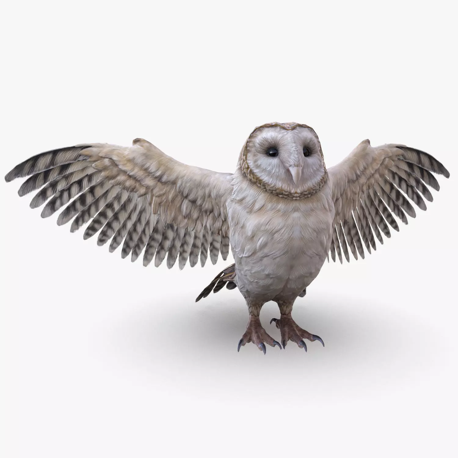 Barn Owl Low Poly Low-poly 3D model_0