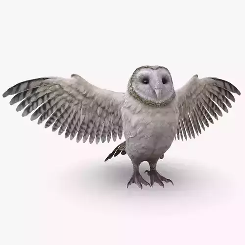Barn Owl Low Poly Low-poly 3D model