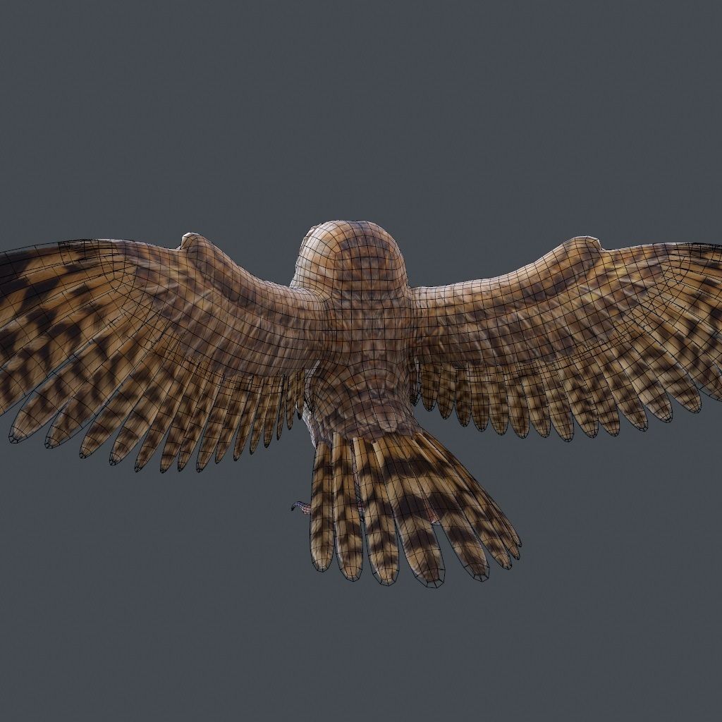 Barn Owl Low Poly Low-poly 3D model_22