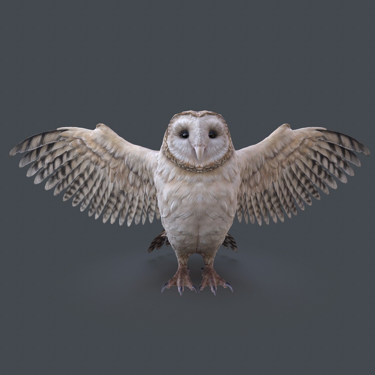 Barn Owl Low Poly Low-poly 3D model_18