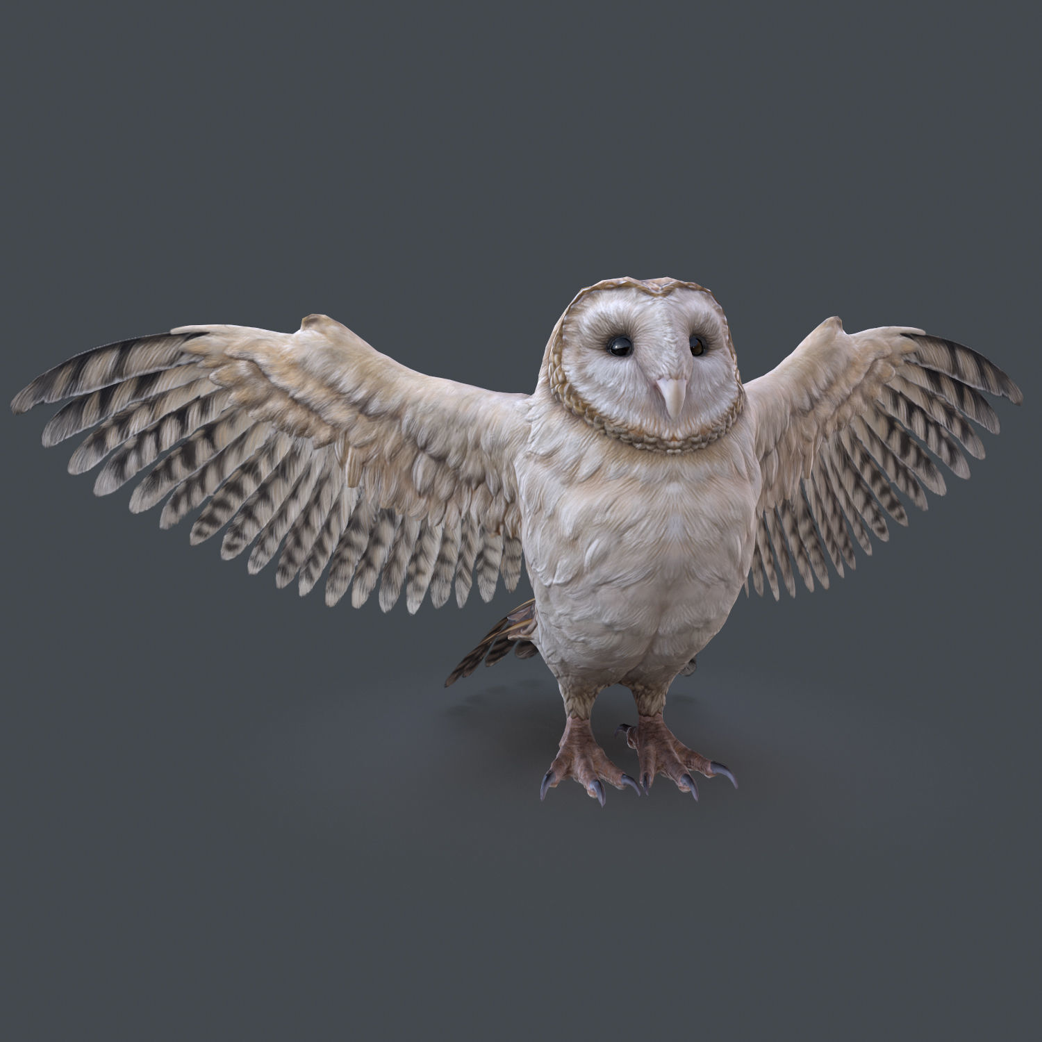 Barn Owl Low Poly Low-poly 3D model_11