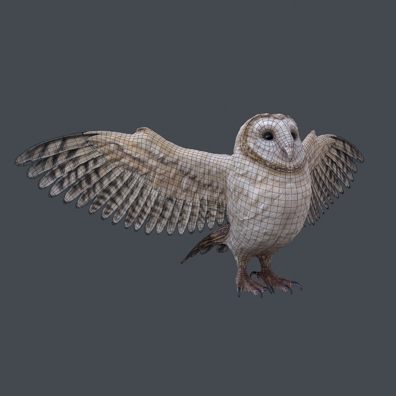 Barn Owl Low Poly Low-poly 3D model_14