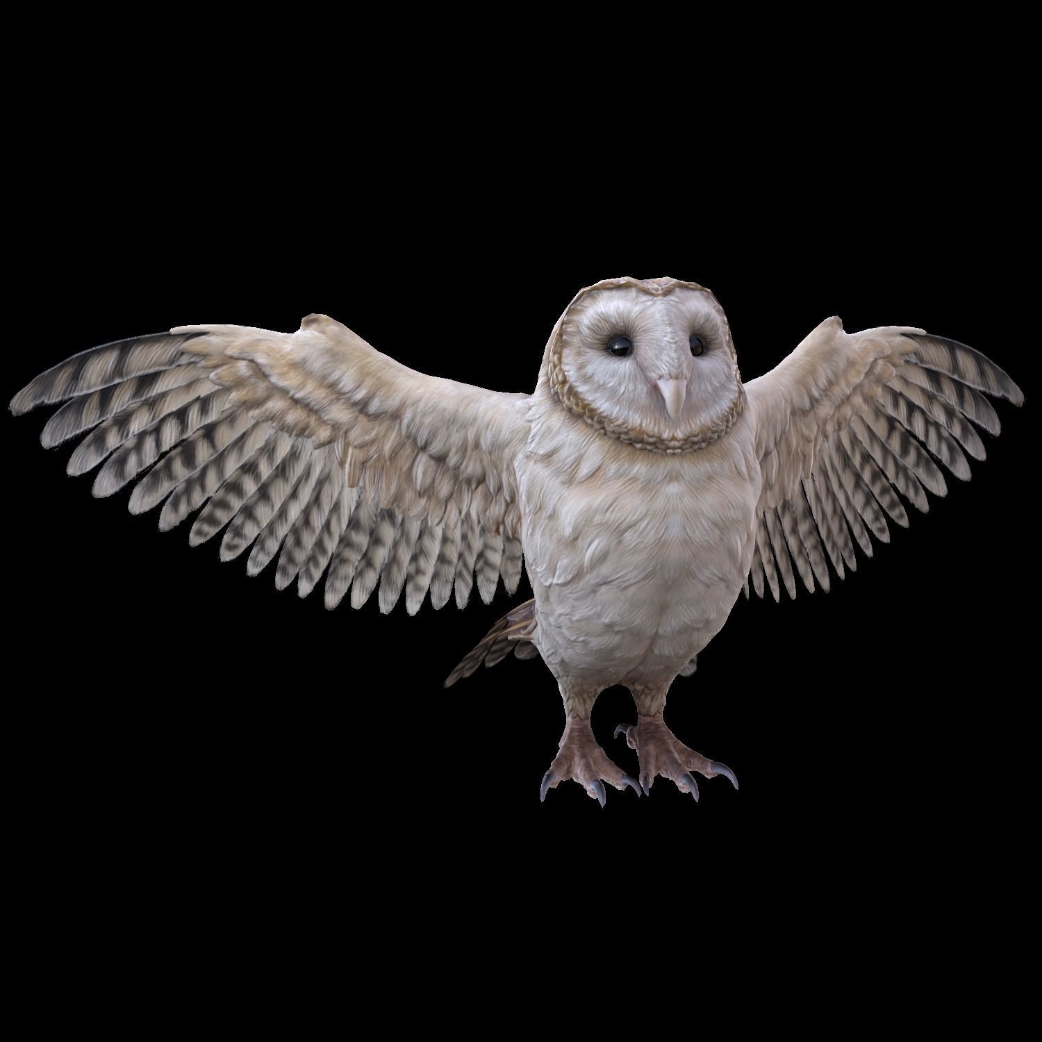 Barn Owl Low Poly Low-poly 3D model_8