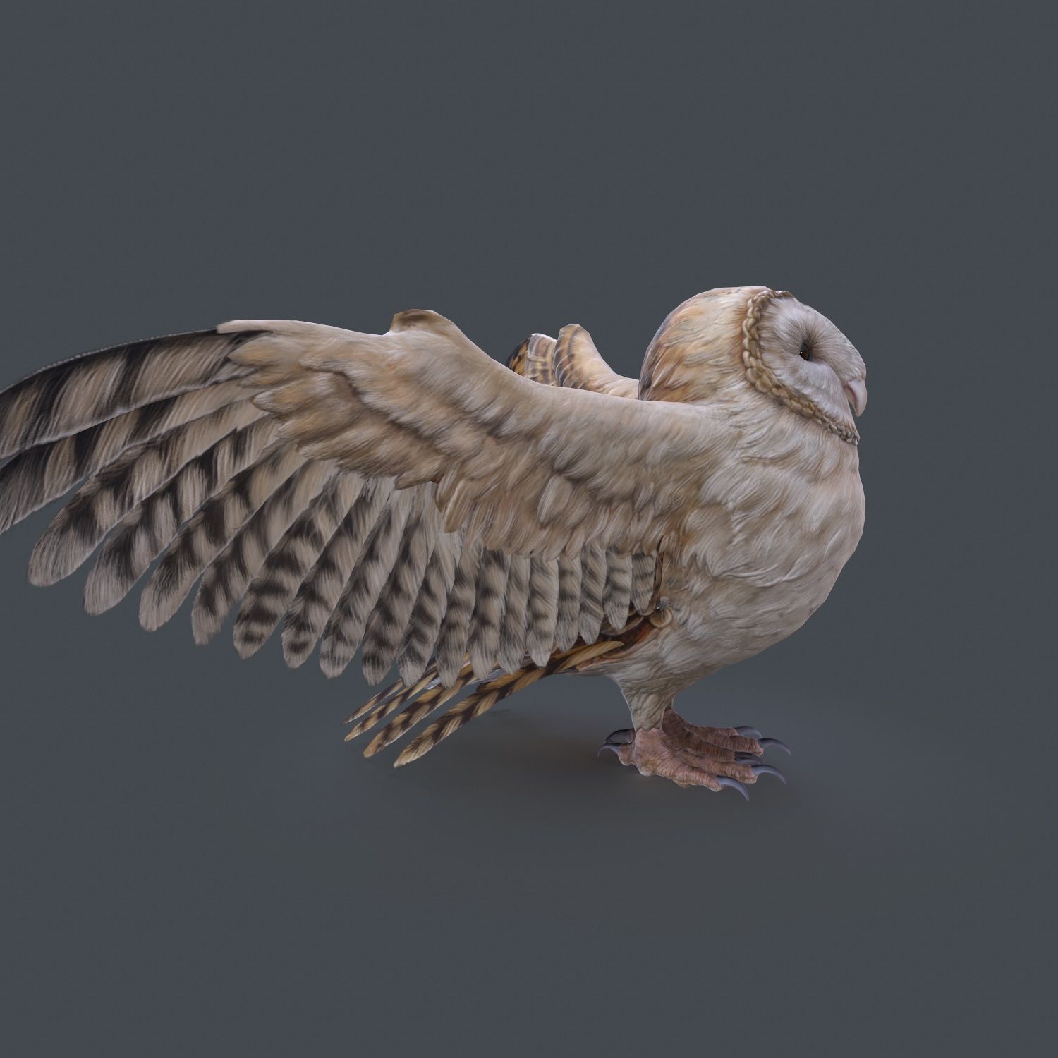 Barn Owl Low Poly Low-poly 3D model_5