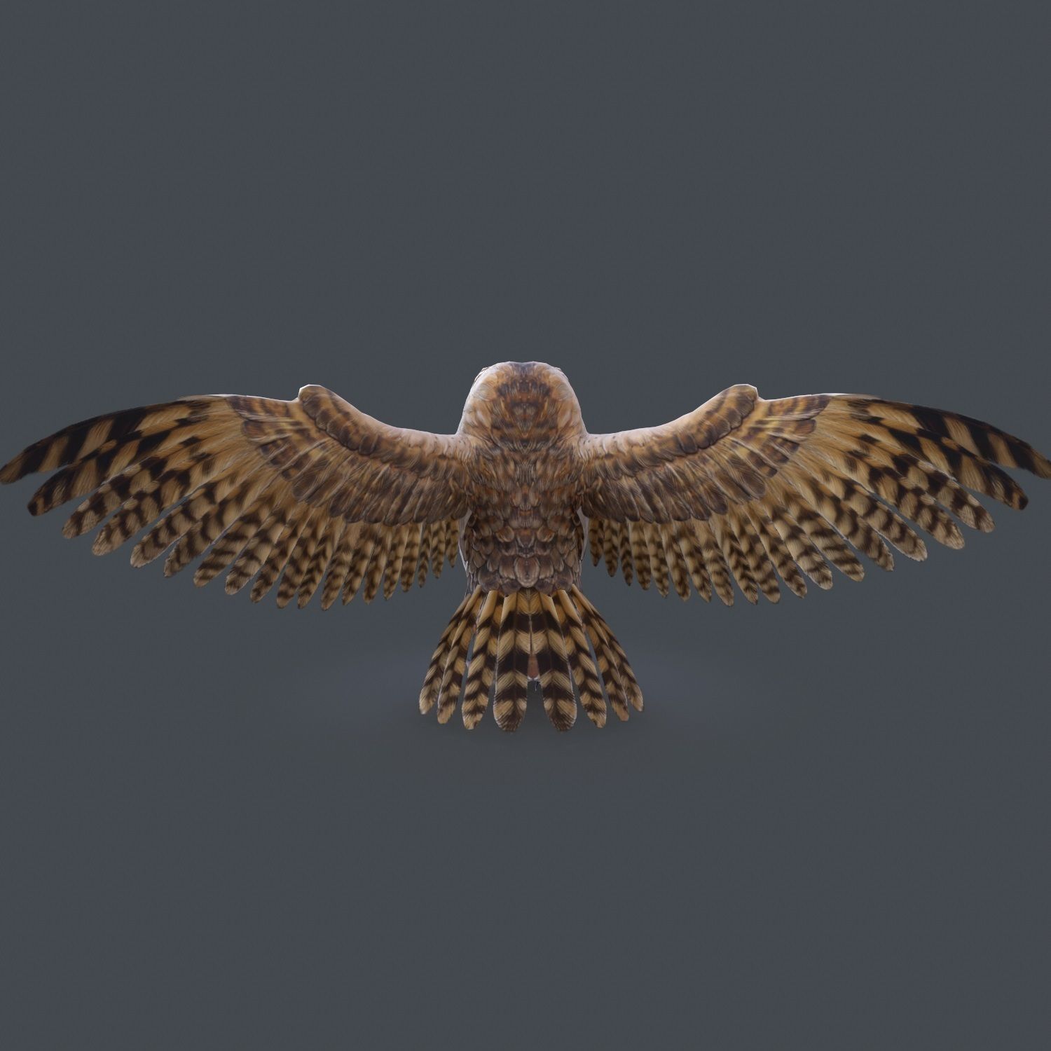 Barn Owl Low Poly Low-poly 3D model_6