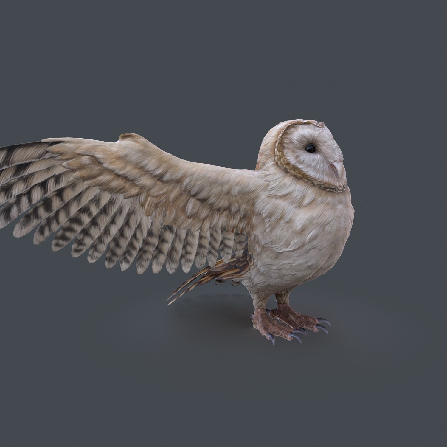 Barn Owl Low Poly Low-poly 3D model_1