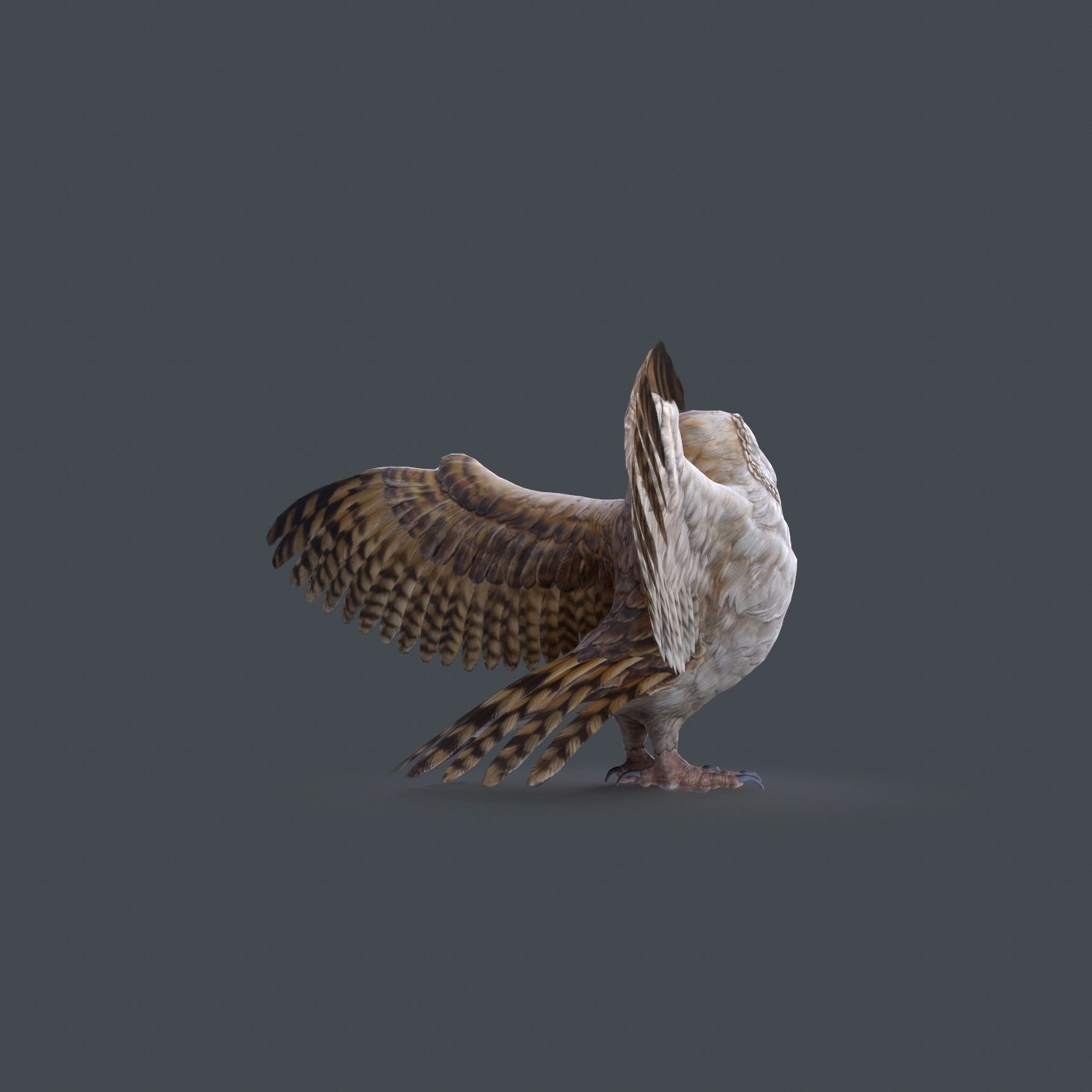 Barn Owl Low Poly Low-poly 3D model_19