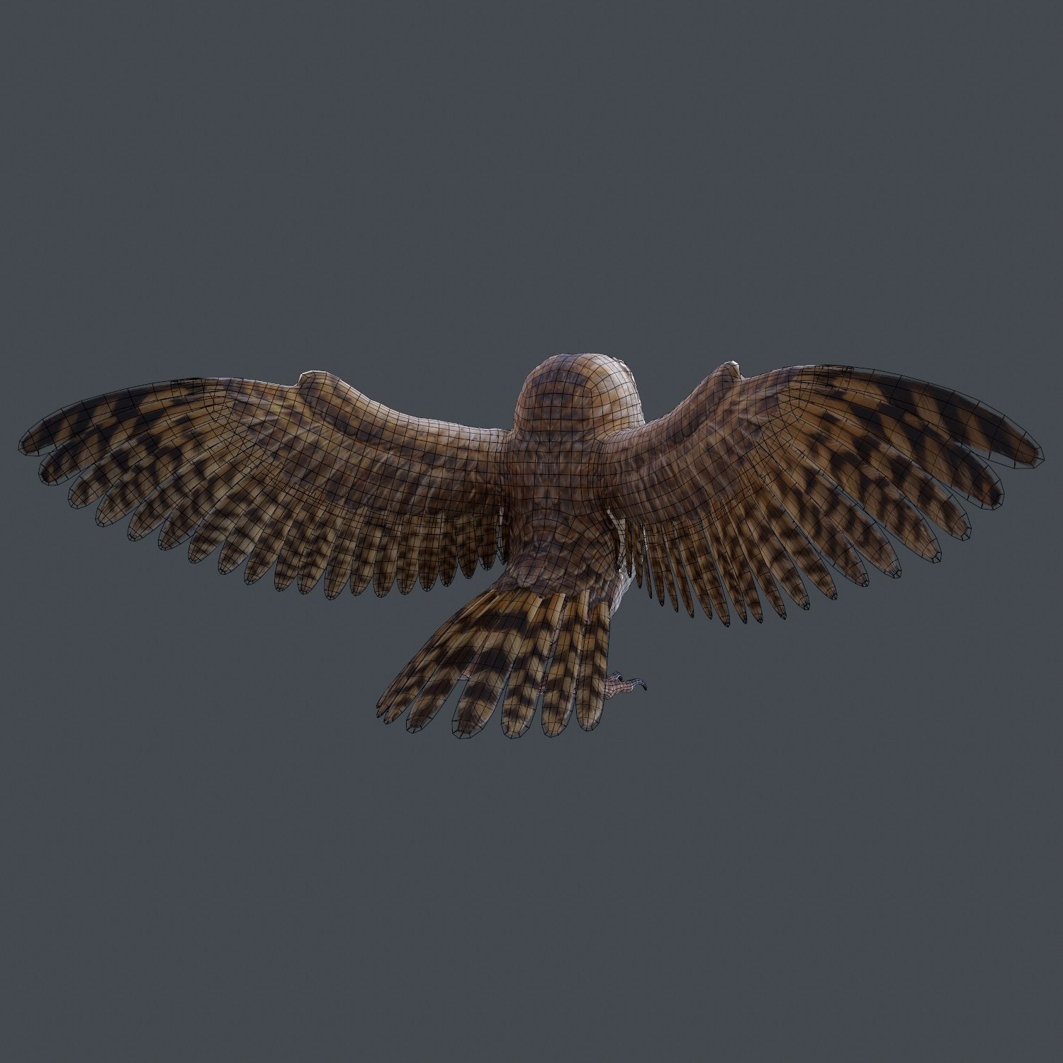 Barn Owl Low Poly Low-poly 3D model_20