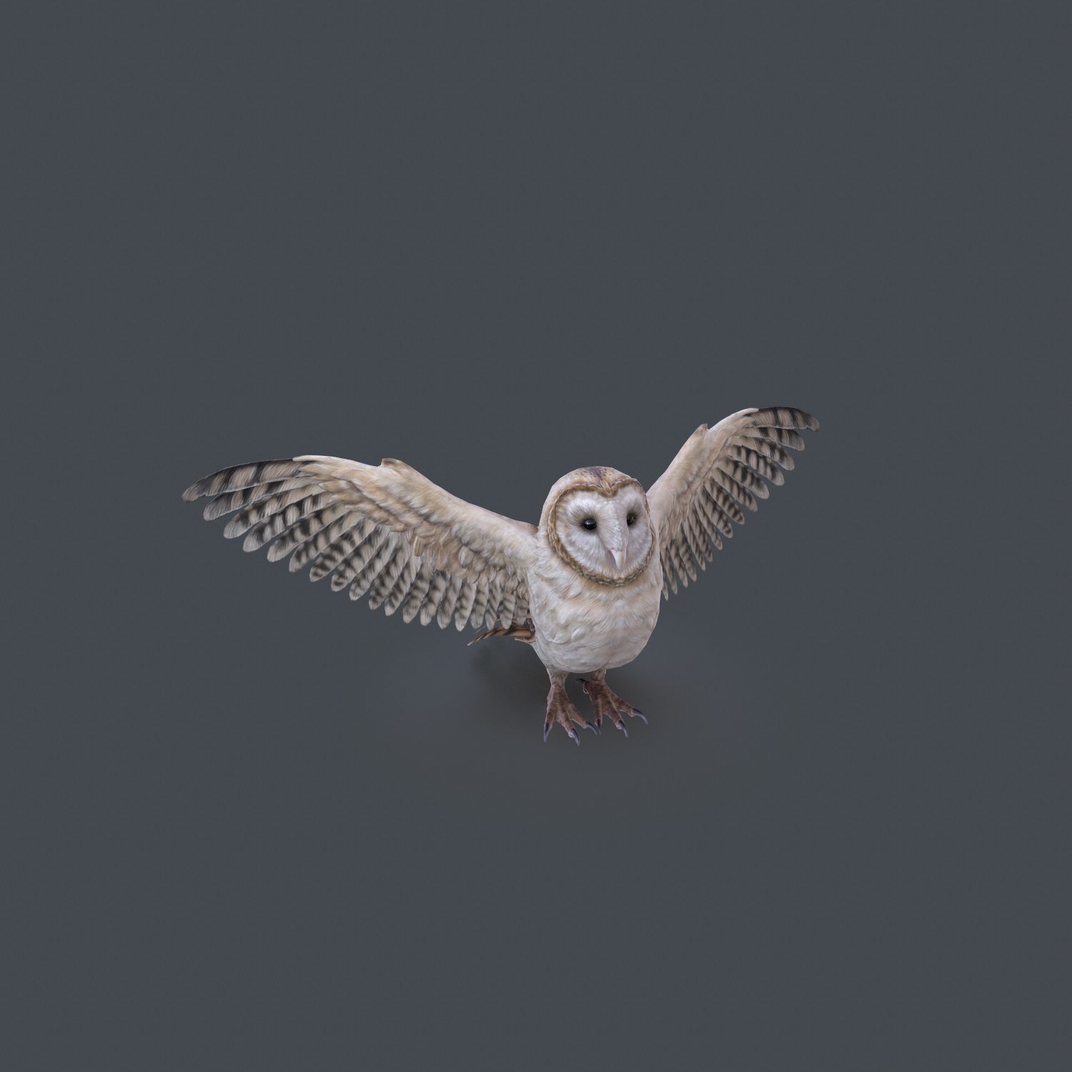 Barn Owl Low Poly Low-poly 3D model_17