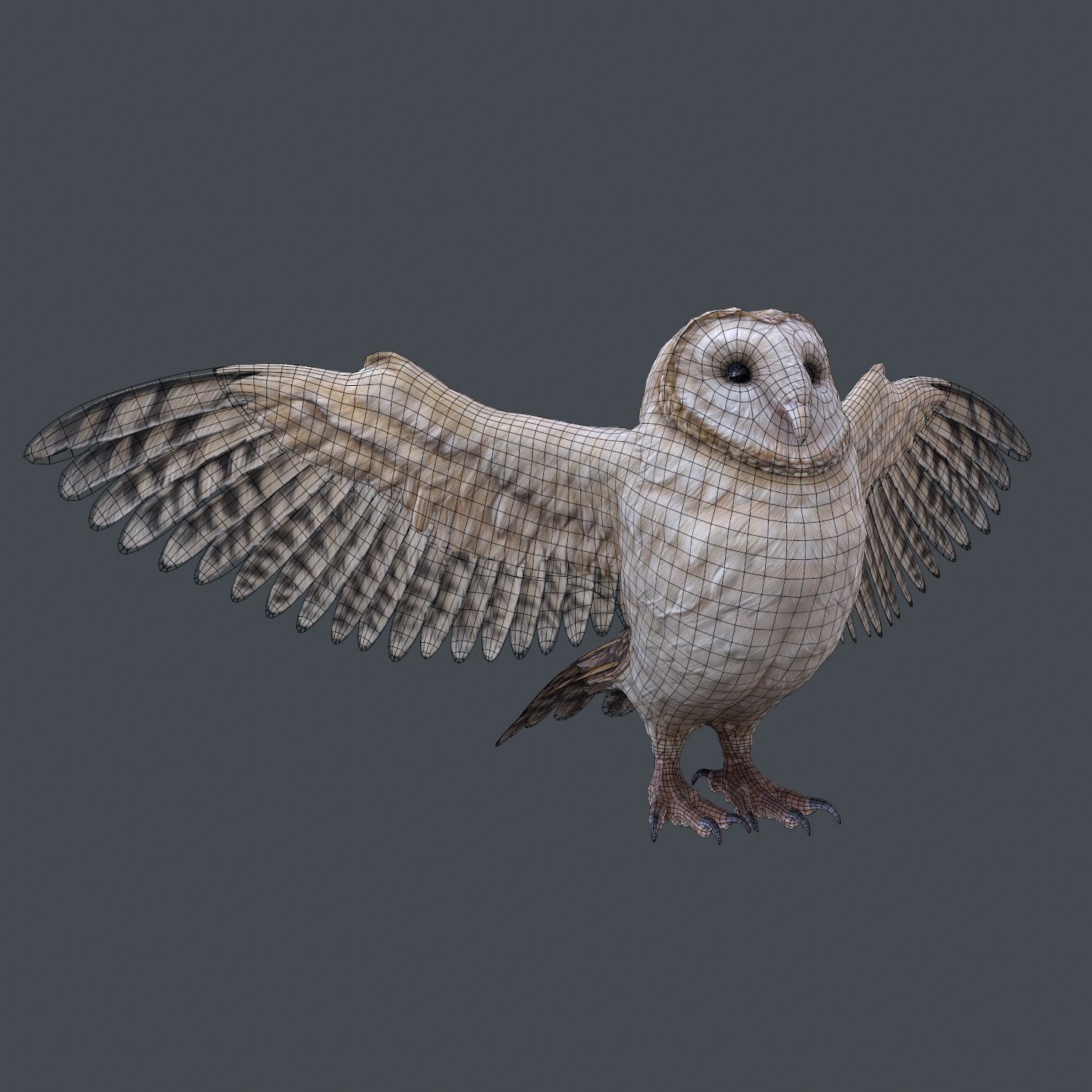 Barn Owl Low Poly Low-poly 3D model_16